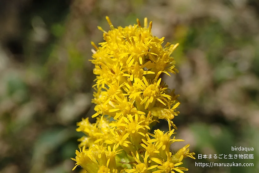 セイタカアワダチソウ（花）の写真
