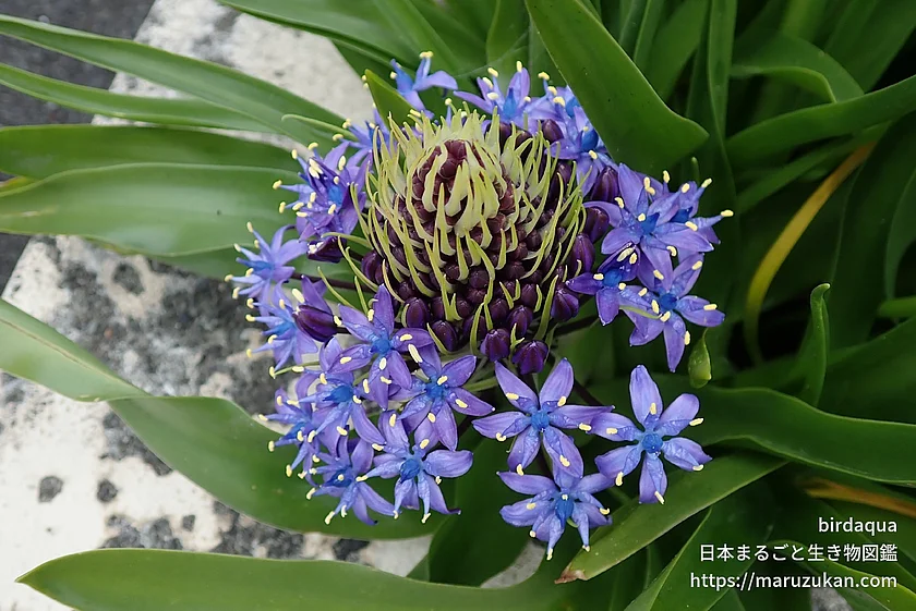 オオツルボ（花）の写真