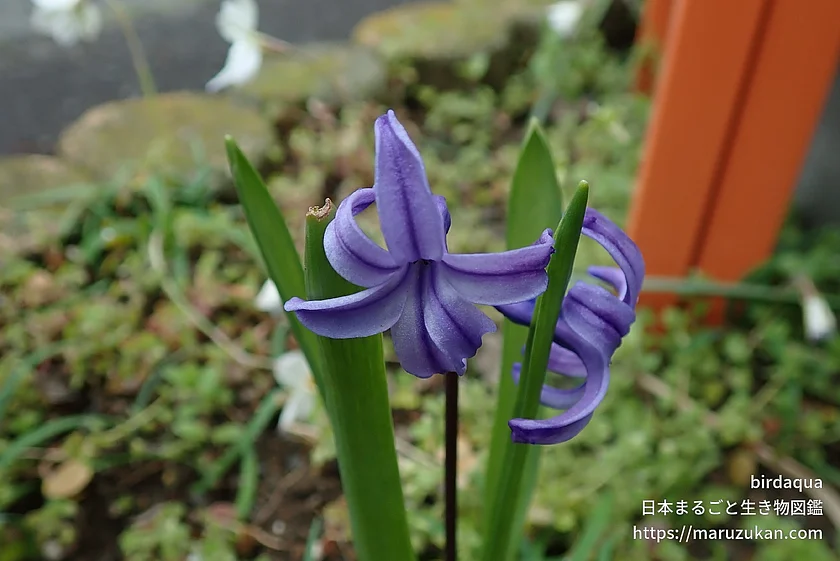 ヒアシンス（花）の写真