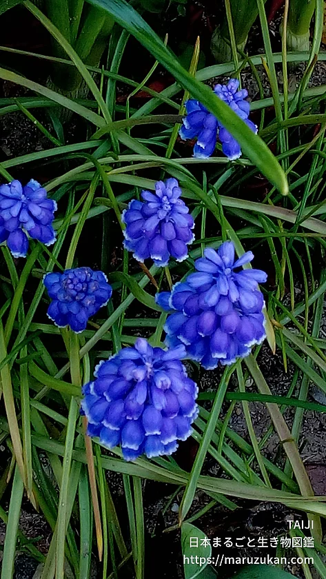 ムスカリ属（花）の写真
