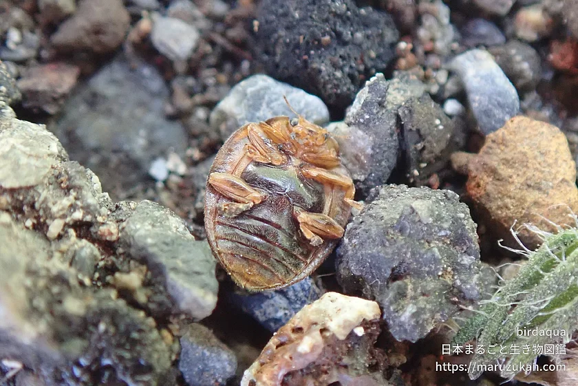 オオニジュウヤホシテントウ（成虫）の写真