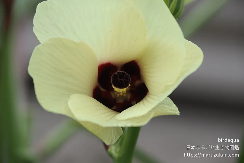 オクラ（花）の写真