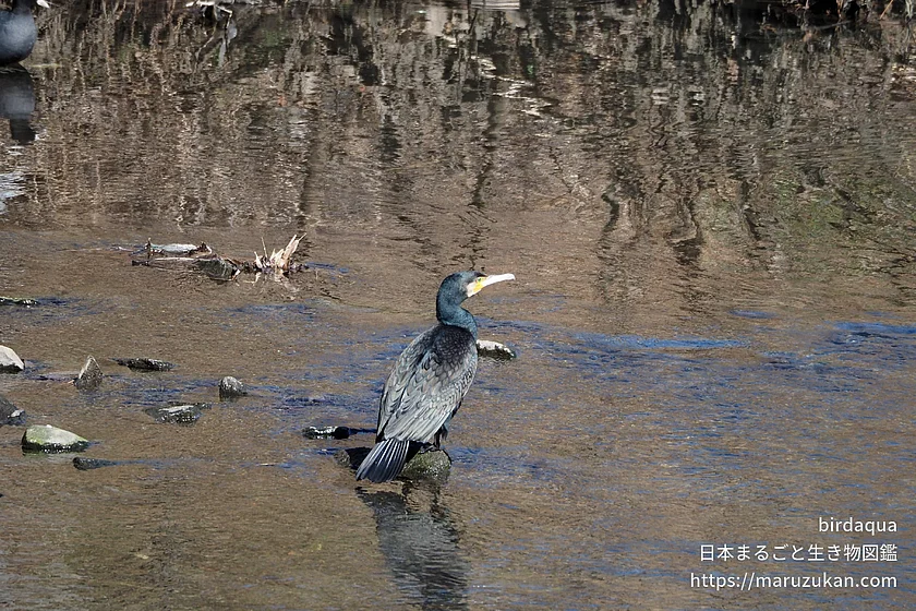 カワウの写真