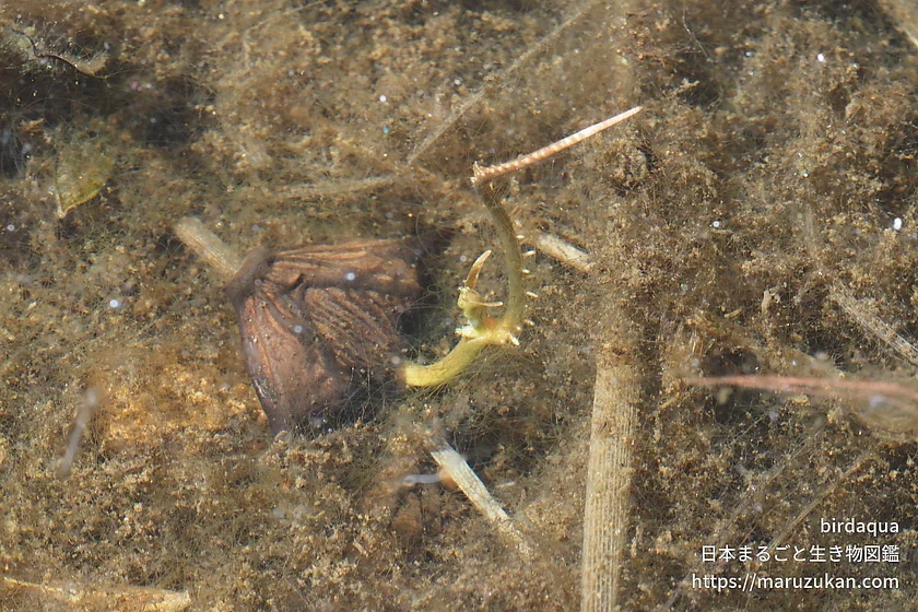 ヒシの写真