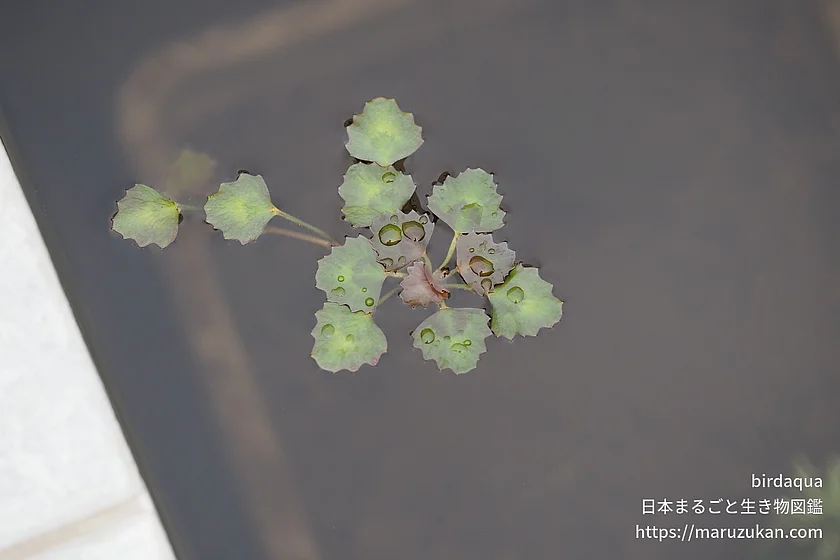 ヒシの写真