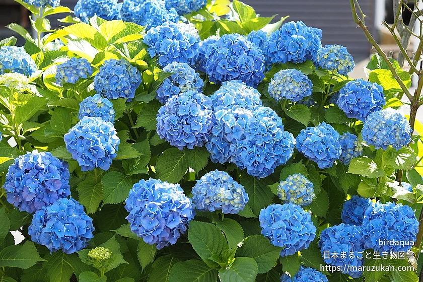 アジサイ（花）の写真