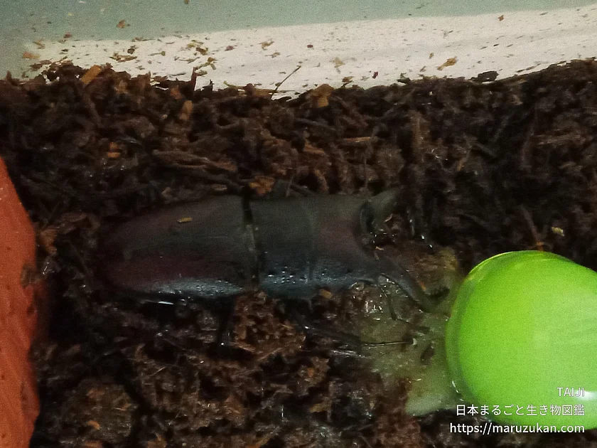 ノコギリクワガタの写真