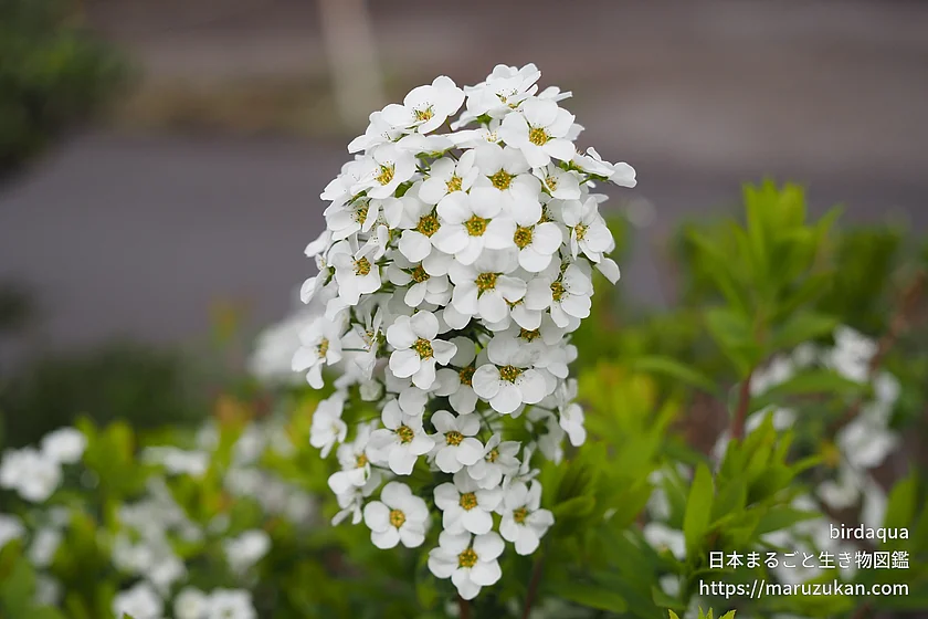 ユキヤナギの写真