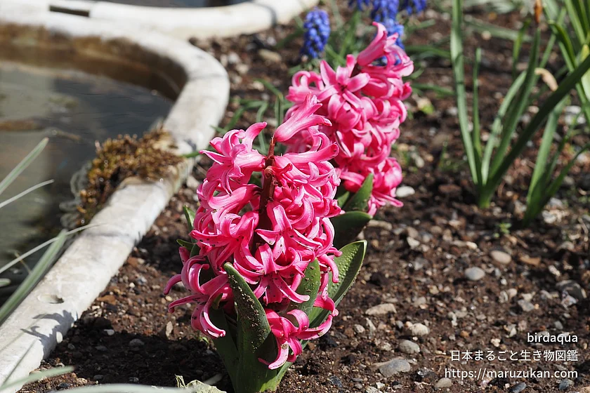 ヒアシンス（花）の写真