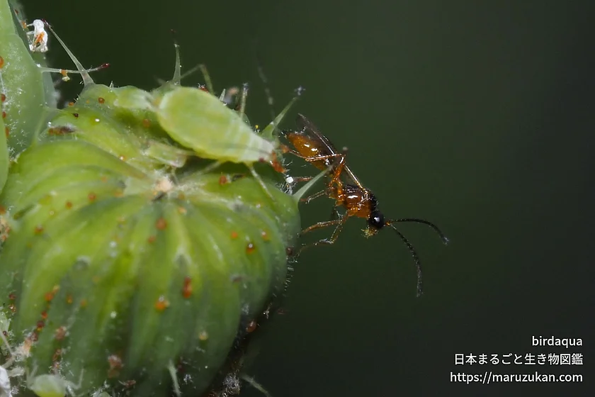 Aphidius属の写真