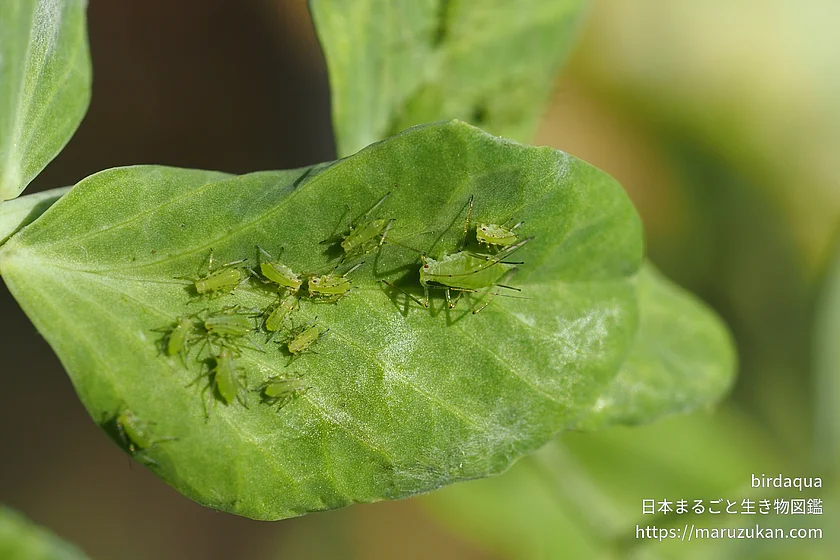 Acyrthosiphon属の写真