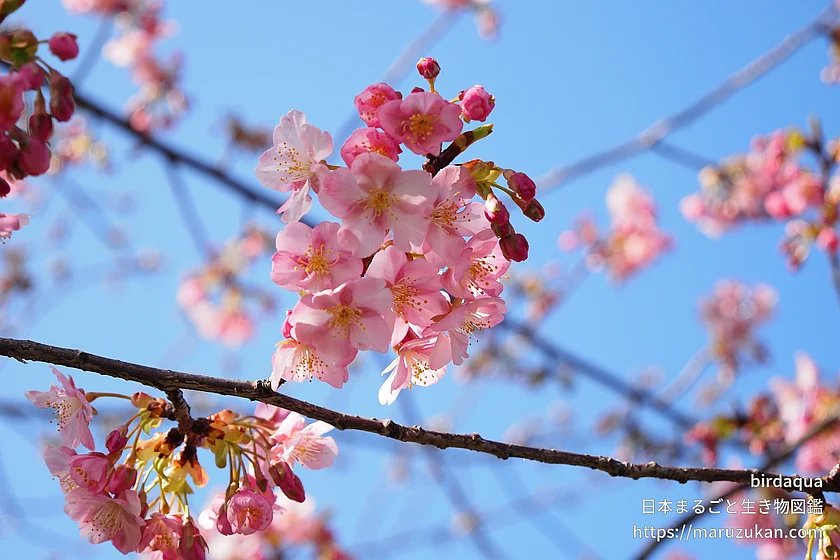 カワヅザクラ（花）の写真