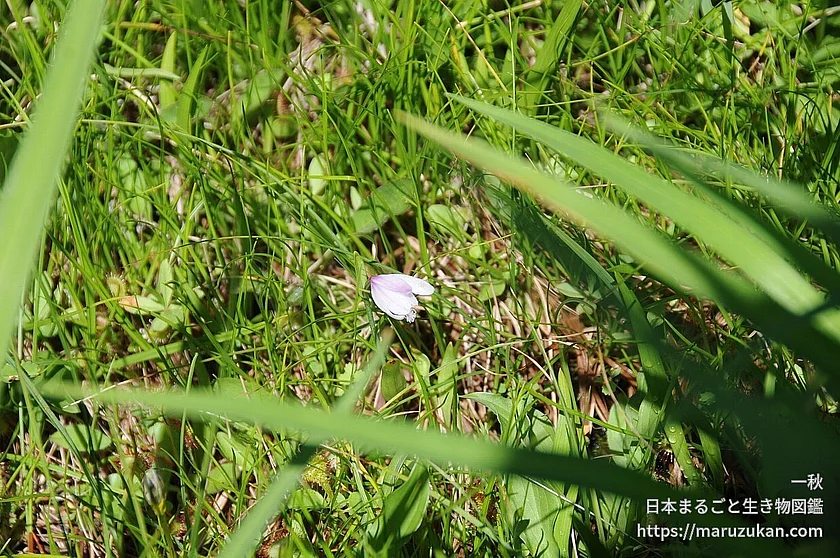 トキソウ属の写真