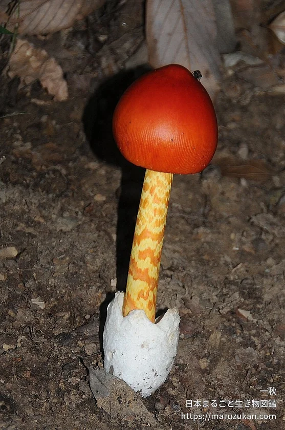 ハラタケ綱の写真