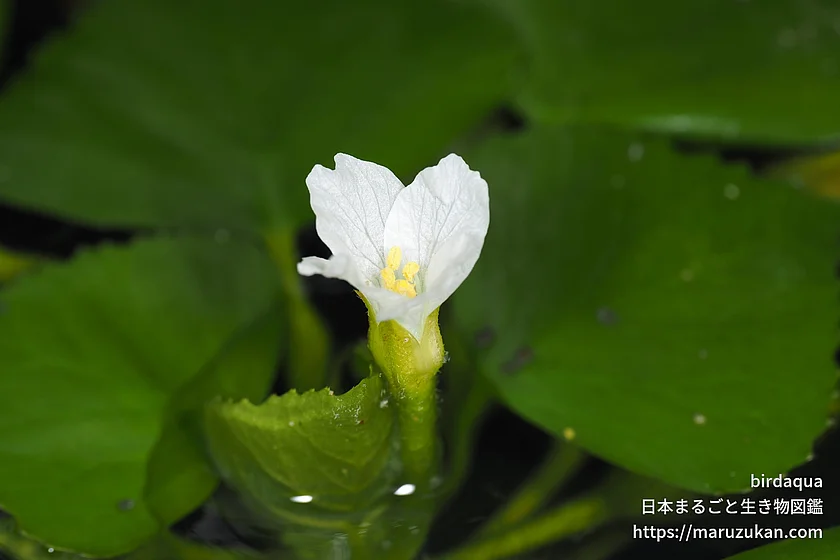ヒシ（花）の写真