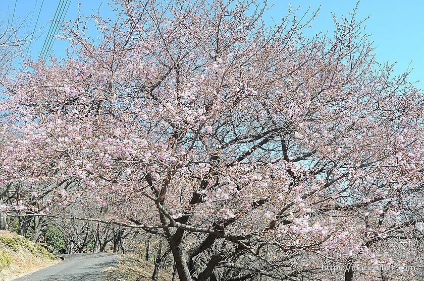 カワヅザクラの写真