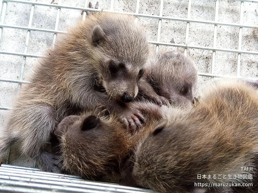 アライグマの写真