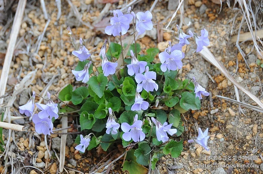 タチツボスミレ（花）の写真