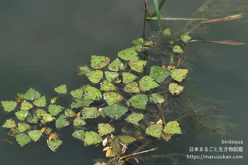 ヒシの写真