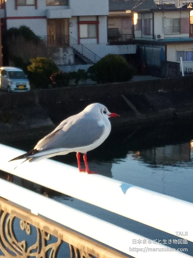 ユリカモメの写真