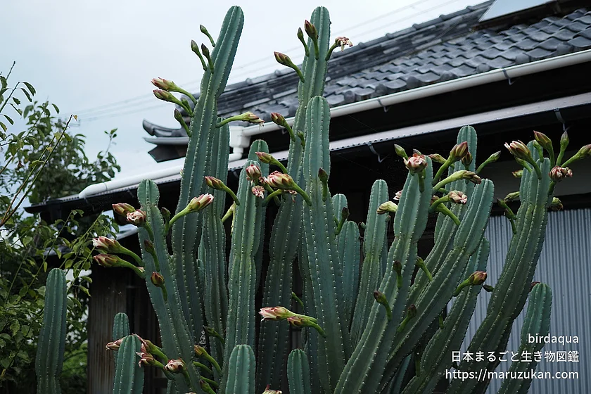キメンカク（花）の写真