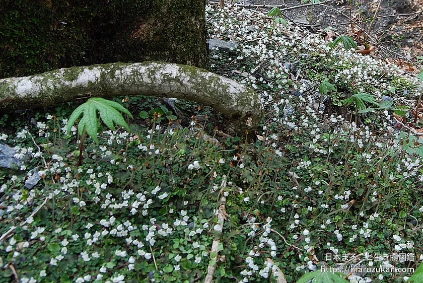 シロバナネコノメソウの写真