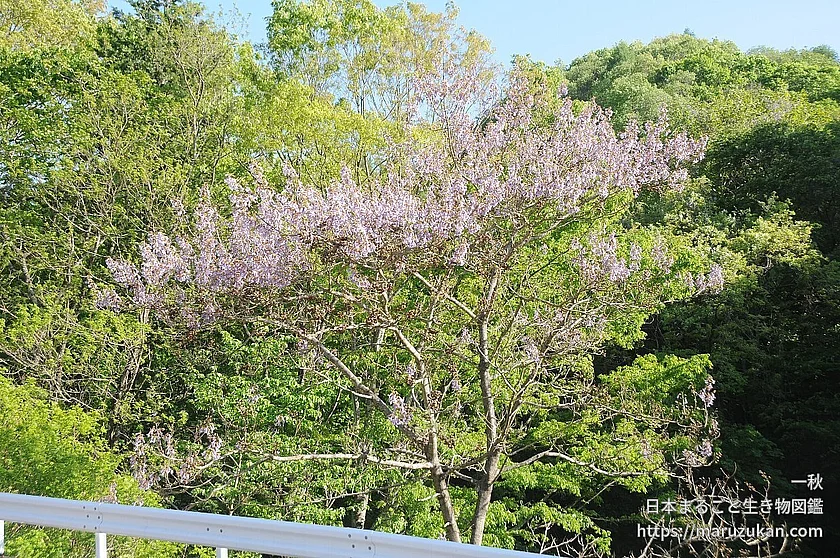 キリ属の写真
