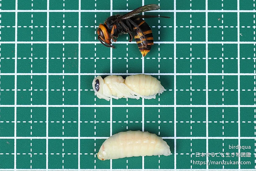 コガタスズメバチの写真
