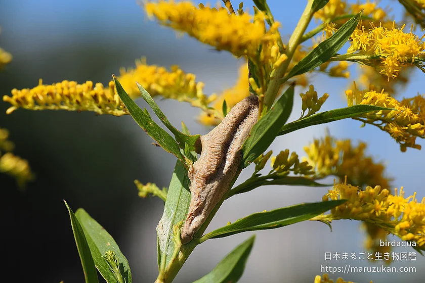 チョウセンカマキリの写真