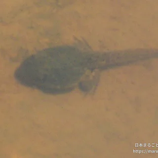 ウシガエルの写真