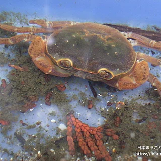 サワガニの写真