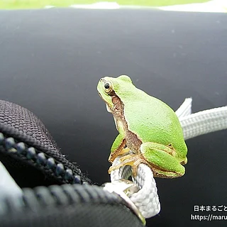 ヒガシニホンアマガエルの写真