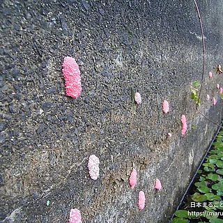 スクミリンゴガイの写真