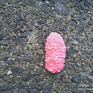 スクミリンゴガイの写真