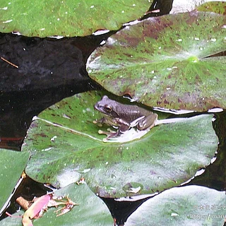 カジカガエルの写真