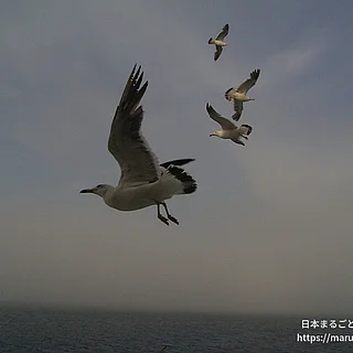 ウミネコの写真