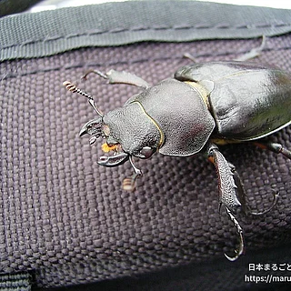 ノコギリクワガタ（成体）の写真