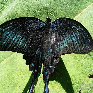 ミヤマカラスアゲハの写真
