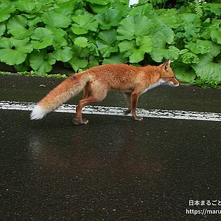 キタキツネの写真