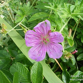 エゾフウロ（花）の写真