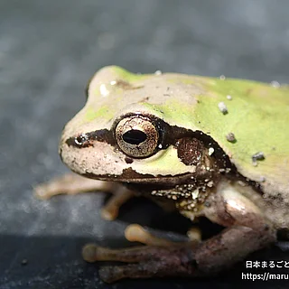 ヒガシニホンアマガエルの写真