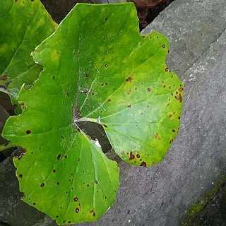ツワブキの写真