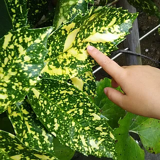 フイリアオキの写真