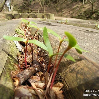イロハモミジの写真