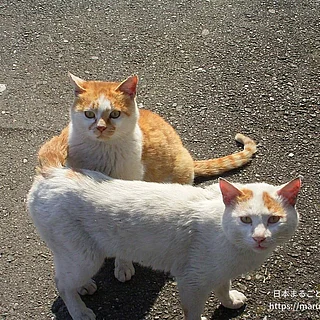イエネコの写真