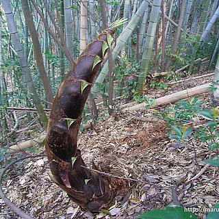 モウソウチクの写真