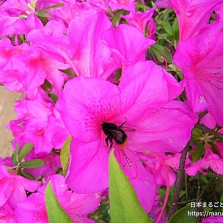 コマルハナバチの写真