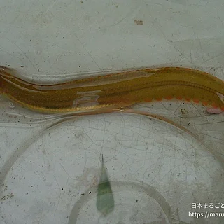 ダイナンギンポの写真