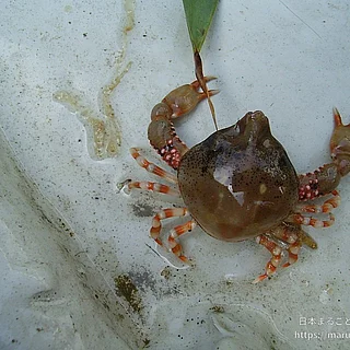 ツノナガコブシの写真