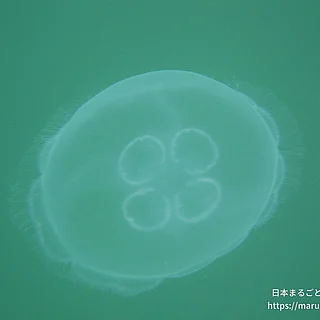 ミズクラゲ（成体）の写真